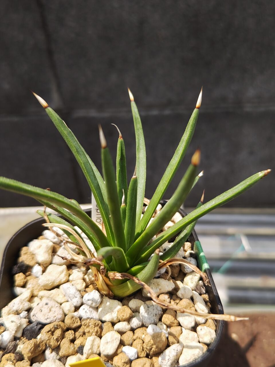 リ*ウ様 No.690 新入荷　ユーフォルビア オベサ 多肉植物撮影8月3日　6 本日の多肉植物71(2024年9月5日) : ユーフォルビア・オベサ