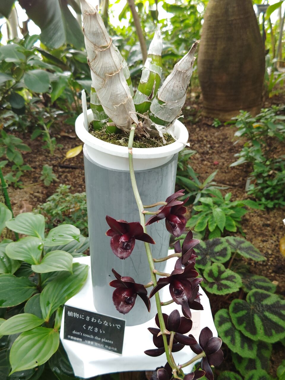 第37回 新宿御苑洋らん展へ⑩(2025年11月) : ユーフォルビア・オベサ