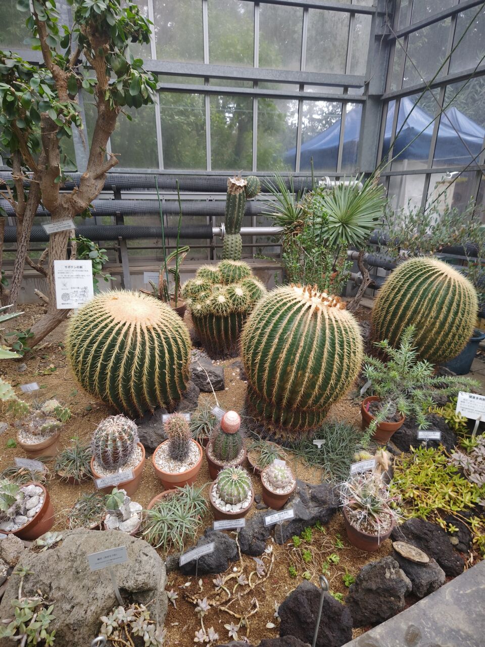 東京農業大学バイオリウムへ⑥(2025年10月) : ユーフォルビア・オベサ