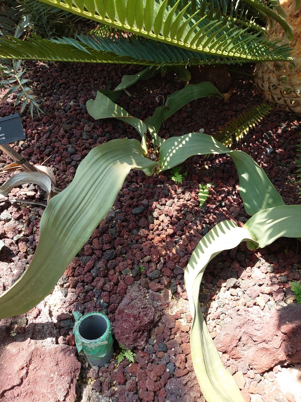 ミラビリス ジャラパ 実生 キングサイズ ミラビリス ジャラパ 実生 キングサイズ