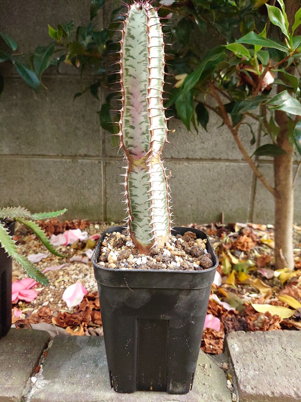 植え替え、その⑯(2023年4月) : ユーフォルビア・オベサ・ドットコム 植え替え、その⑯(2023年4月) : ユーフォルビア・オベサ・ドットコム