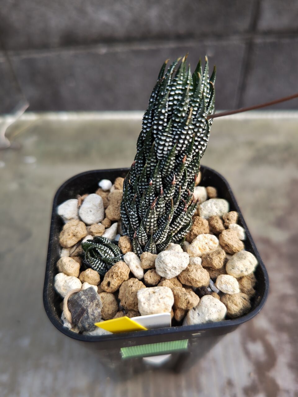 リ*ウ様 No.690 新入荷　ユーフォルビア オベサ 多肉植物撮影8月3日　6 本日の多肉植物71(2024年9月5日) : ユーフォルビア・オベサ