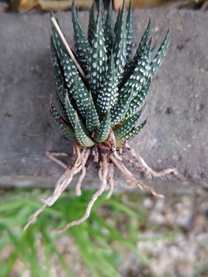260509164936740
