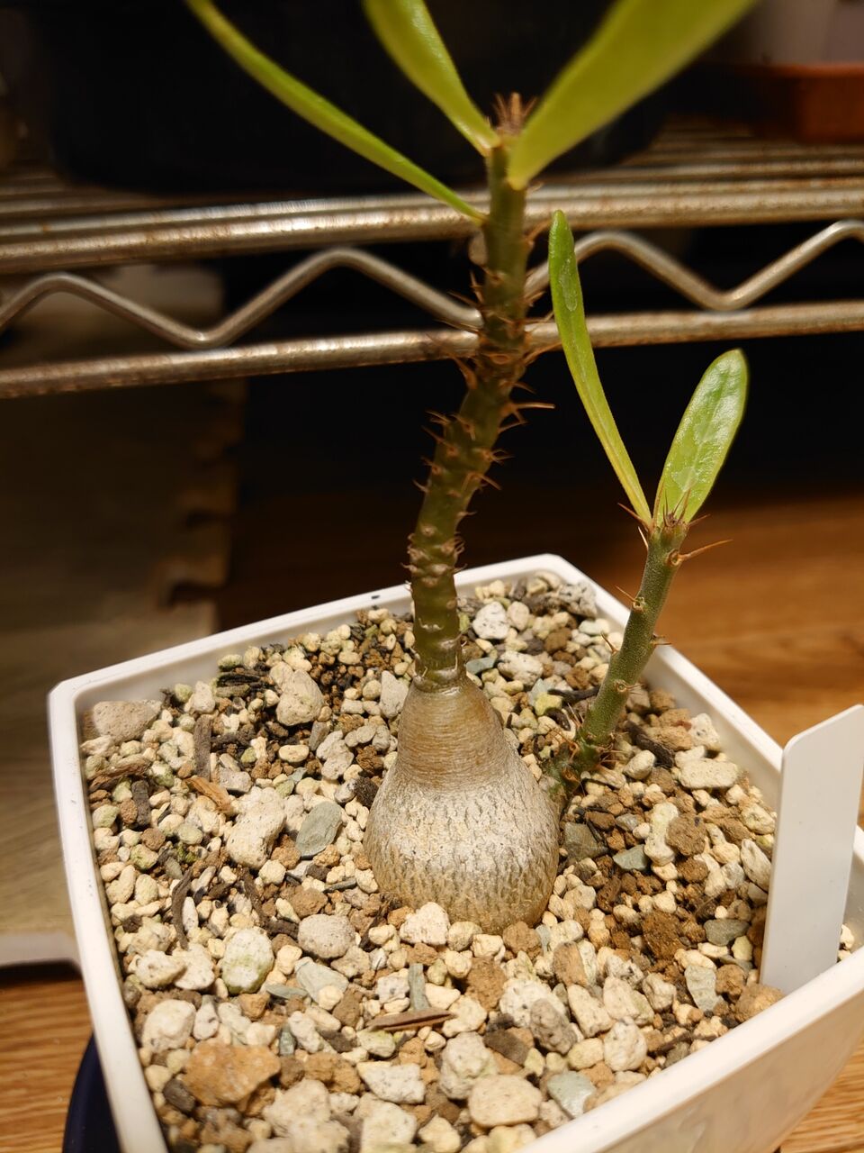 konect fang 鉢 植木鉢 Konect black fang 植木鉢