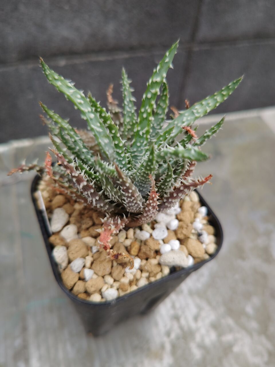 ユーフォルビア ギムノカリキオイデス 自根① 2頭 多肉植物 サボテン bf8a8781-s.jpg