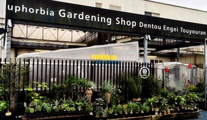 ユーフォルビアオベサ二頭綴化　鶴仙園　srl neighborhood 発根済み ユーフォルビアオベサ二頭綴化 鶴仙園 srl neighborhood 発根