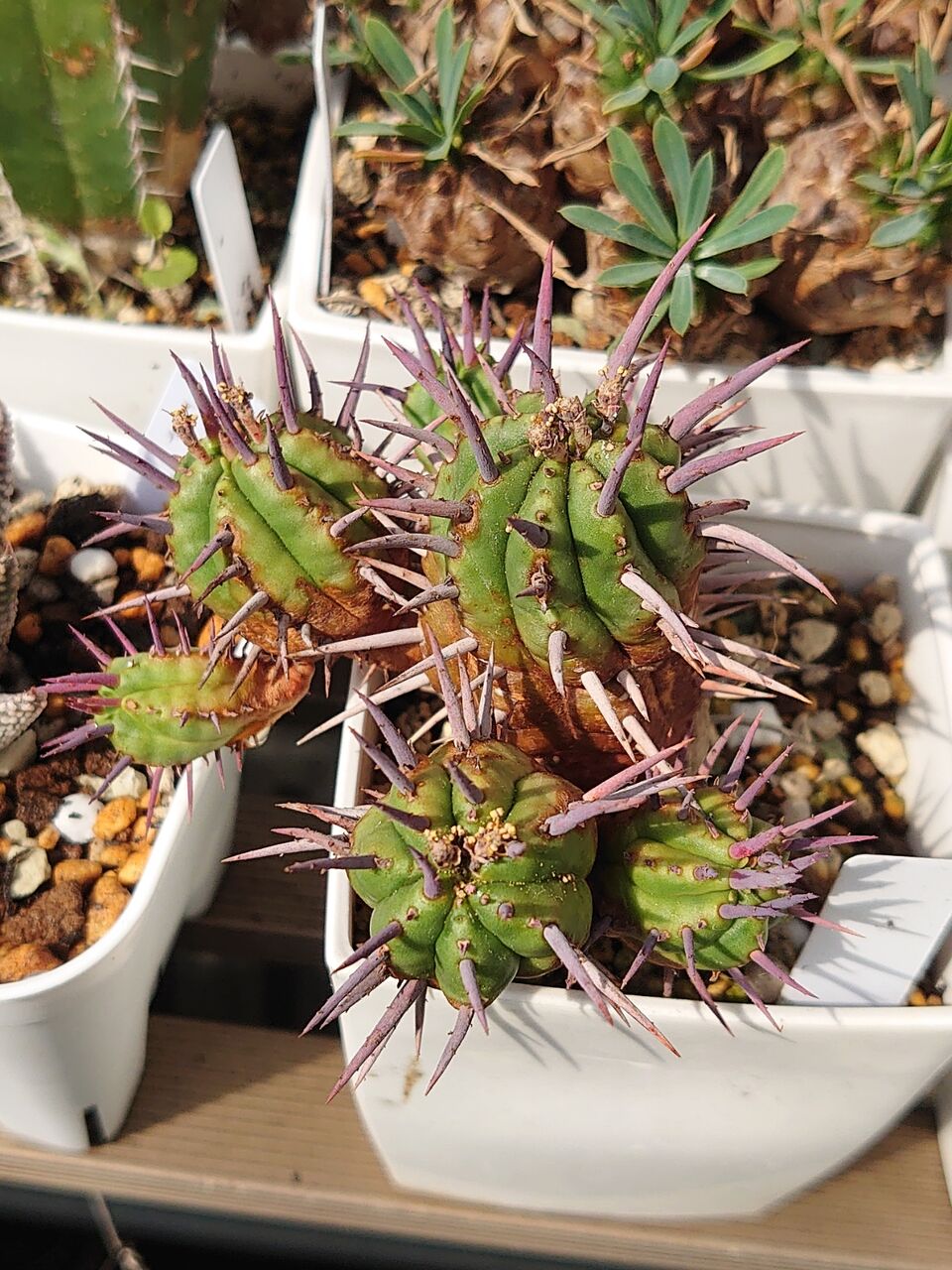 Euphorbia | RIMO'S GREEN 【Saboten & Succulent】