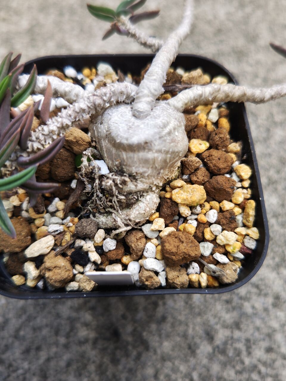 リ*ウ様 No.690 新入荷　ユーフォルビア オベサ 多肉植物撮影8月3日　6 No.770新入荷 ユーフォルビア オベサ 多肉植物撮影8月4日 - メルカリ