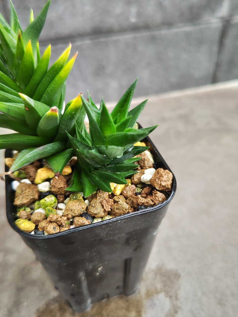 リ*ウ様 No.690 新入荷　ユーフォルビア オベサ 多肉植物撮影8月3日　6 No.766 新入荷 ユーフォルビア オベサ 多肉植物撮影8月6日