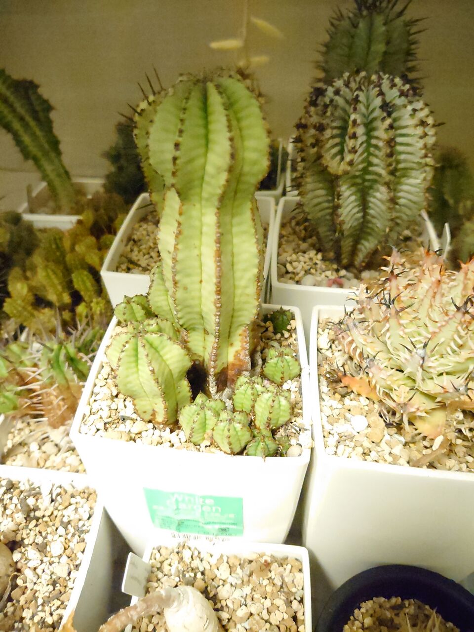 ホリダ 雌花 カキコ ユーフォルビア ポリゴナ ホリダとポリゴナ : ユーフォルビア・オベサ・ドットコム