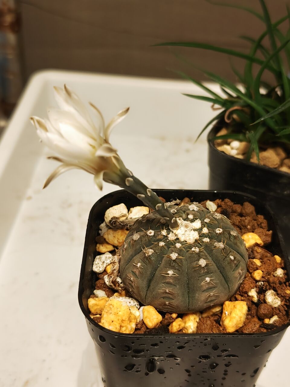 リ*ウ様 No.690 新入荷　ユーフォルビア オベサ 多肉植物撮影8月3日　6 No.766 新入荷 ユーフォルビア オベサ 多肉植物撮影8月6日