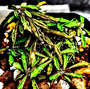 本日の多肉植物86(2024年10月25日) : ユーフォルビア・オベサ・ドットコム