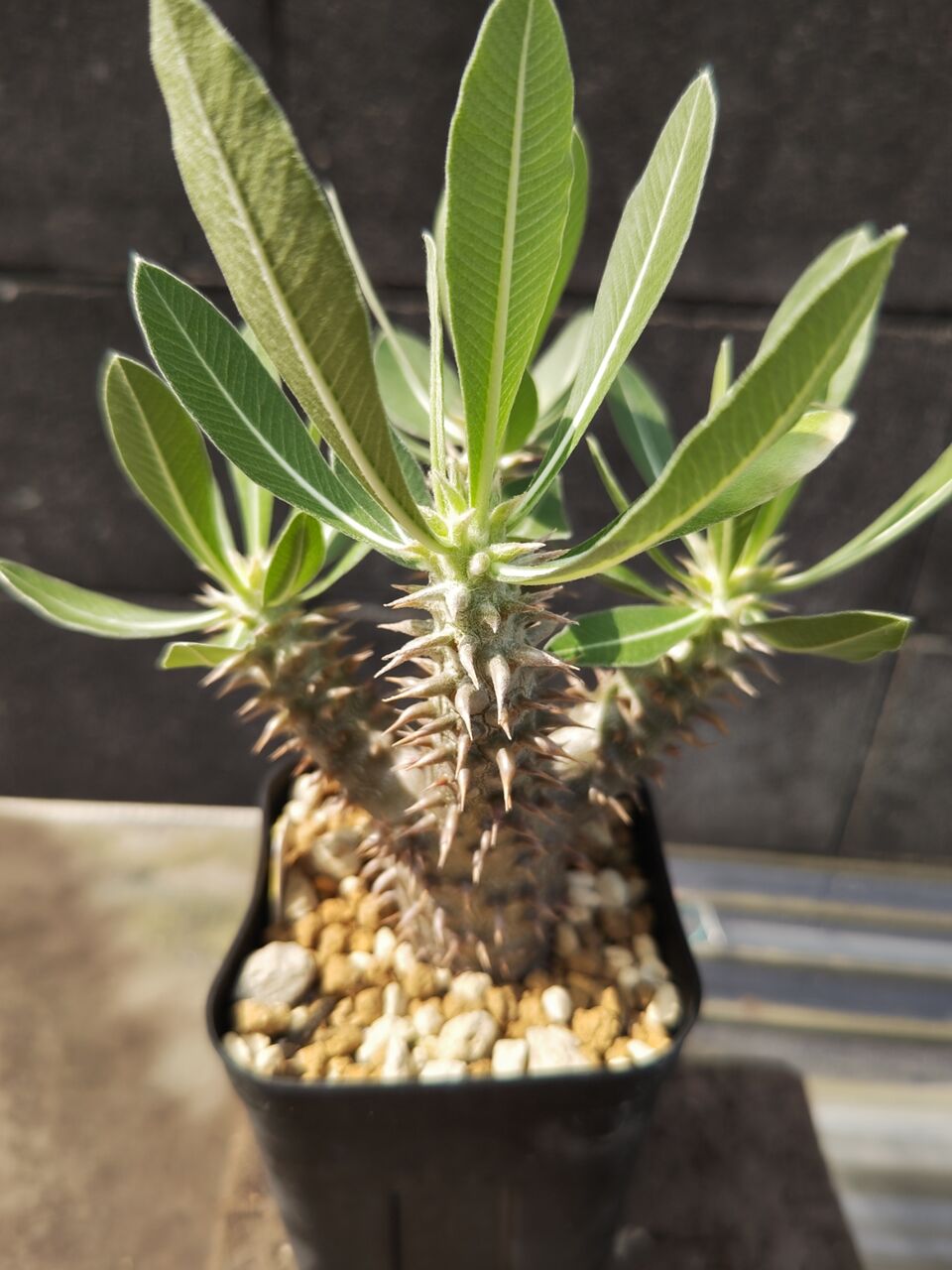 リ*ウ様 No.690 新入荷　ユーフォルビア オベサ 多肉植物撮影8月3日　6 No.766 新入荷 ユーフォルビア オベサ 多肉植物撮影8月6日
