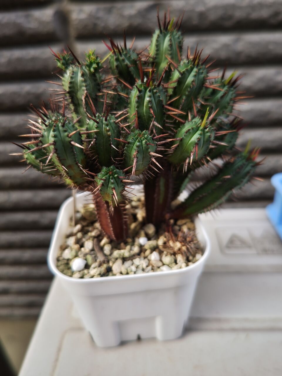 多肉植物の植え替え⑭(2024年5月) : ユーフォルビア・オベサ