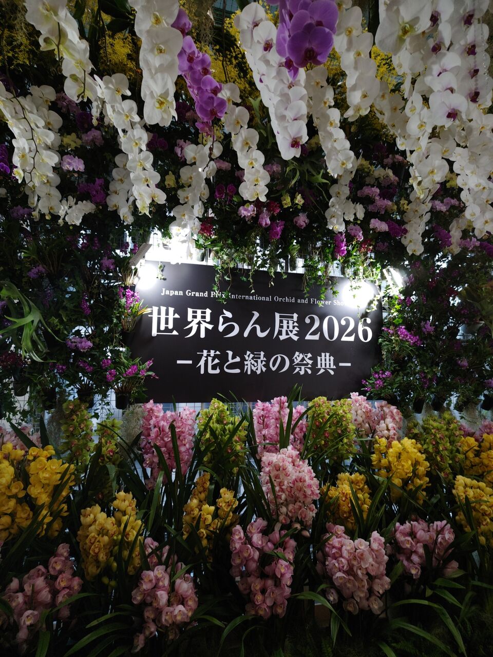 世界らん展日本大賞2026へ①(2026年2月) : ユーフォルビア・オベサ
