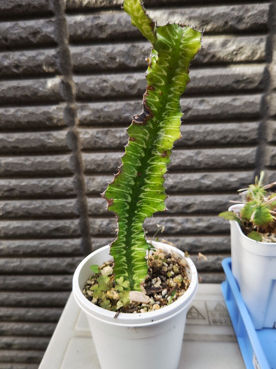 ユーフォルビア パルビキアソフォラ（ムカゴ 自家繁殖苗） isla del pescado - Euphorbia parvicyathophora-ユーフォルビア
