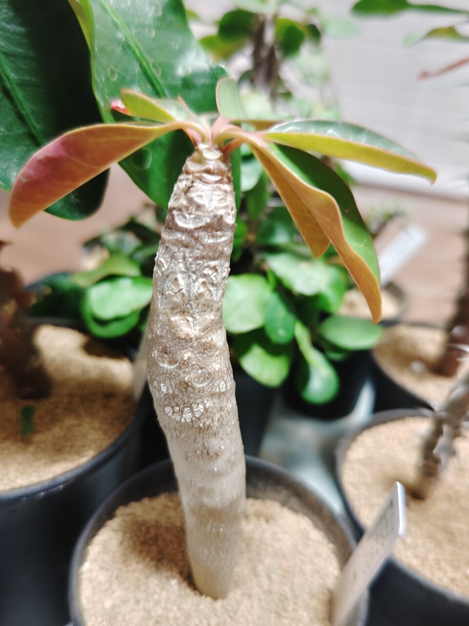 Succulent Station 宮崎台へ(2023年10月) : ユーフォルビア Succulent Station 宮崎台へ(2023年10月) : ユーフォルビア