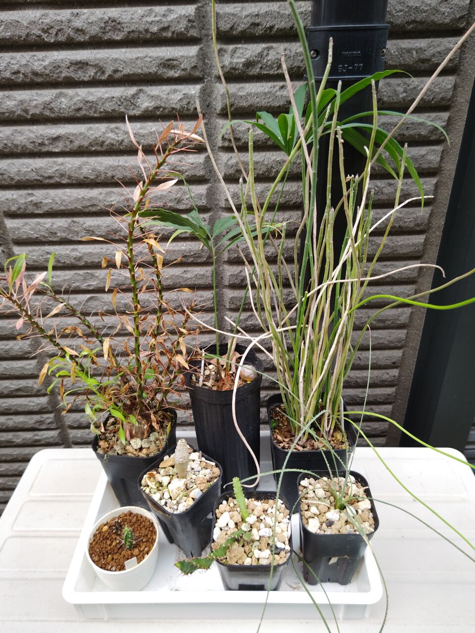 多肉植物の植え替え⑤(2026年3月) : ユーフォルビア・オベサ・ドットコム