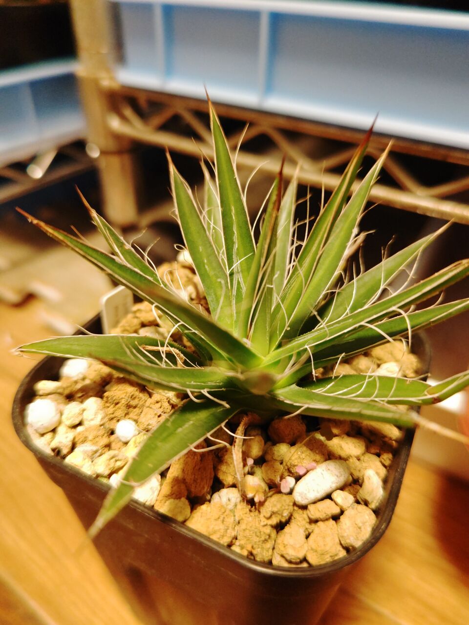2760 「多肉植物】ユーフォルビア スパポダ 抜き苗【9/25最新到着