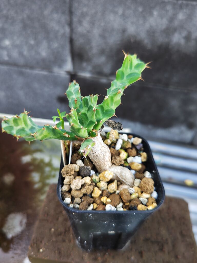 本日の多肉植物92(2024年11月9日) : ユーフォルビア・オベサ 本日の多肉植物92(2024年11月9日) : ユーフォルビア・オベサ