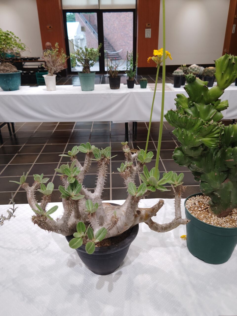 神代植物公園・多肉植物展へ③(2026年4月) : ユーフォルビア・オベサ
