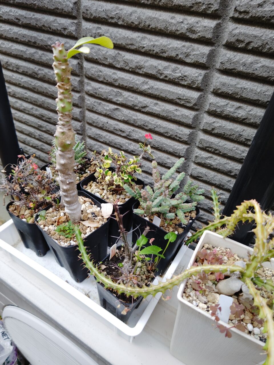 多肉植物の植え替え⑥(2026年4月) : ユーフォルビア・オベサ・ドットコム