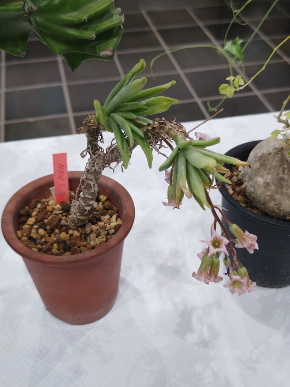 神代植物公園・多肉植物展へ③(2026年4月) : ユーフォルビア・オベサ