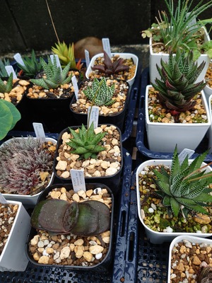 アロエ・ハオルチアの分類②(2014) : ユーフォルビア・オベサ・ドットコム