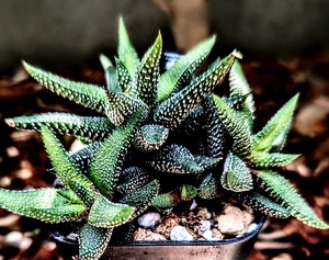 ハオルチア・アロエ Aloe butiabana 6d33ed1c-s.jpg