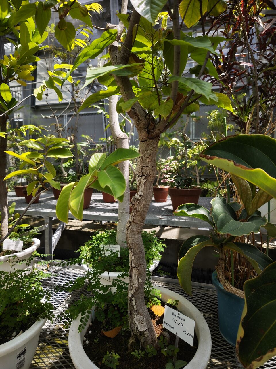 小石川植物園へ⑧(2025年7月) : ユーフォルビア・オベサ・ドットコム