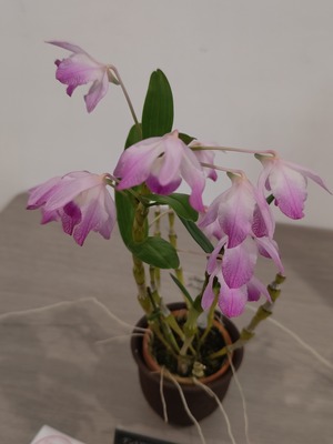 250320121427348