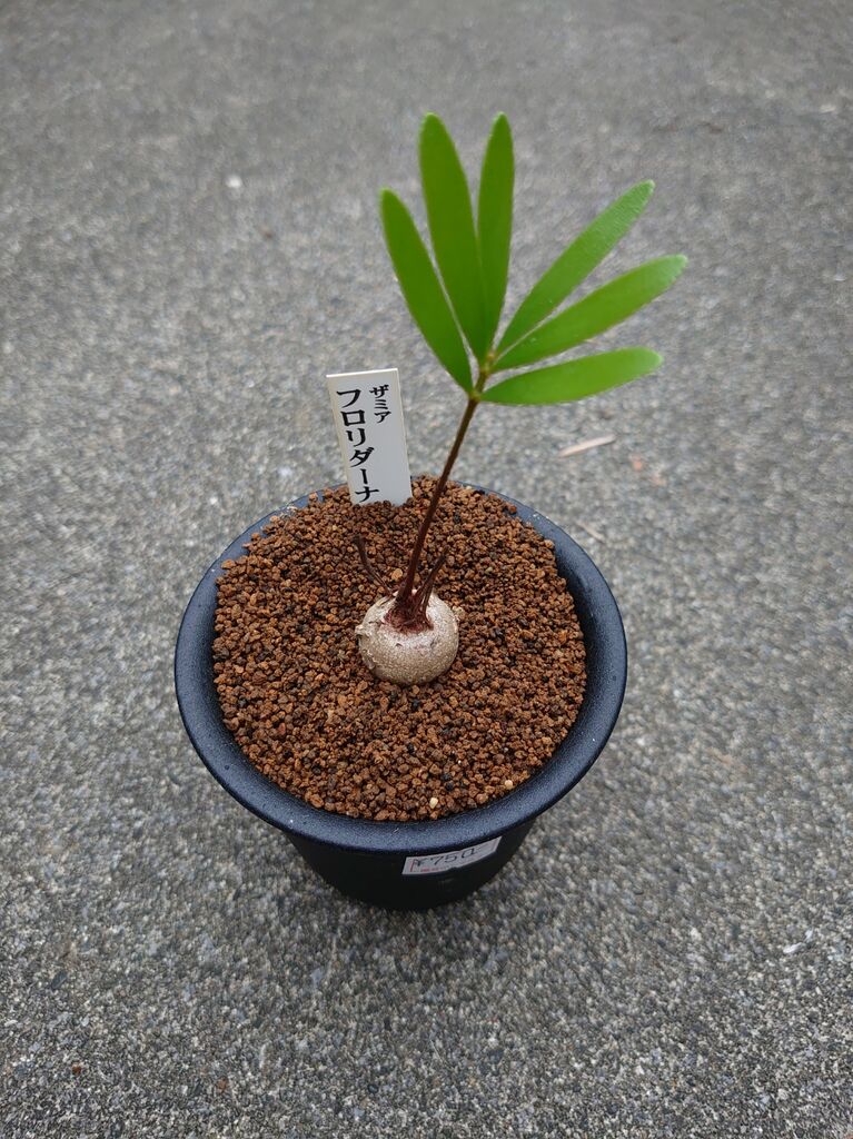 ザミア フルフラケア 50 50粒 Furfuracea Zamia Seeds A フルフラセア メキシコソテツ ヤシ 種 種子 蘇鉄 人気 おすすめ 種子