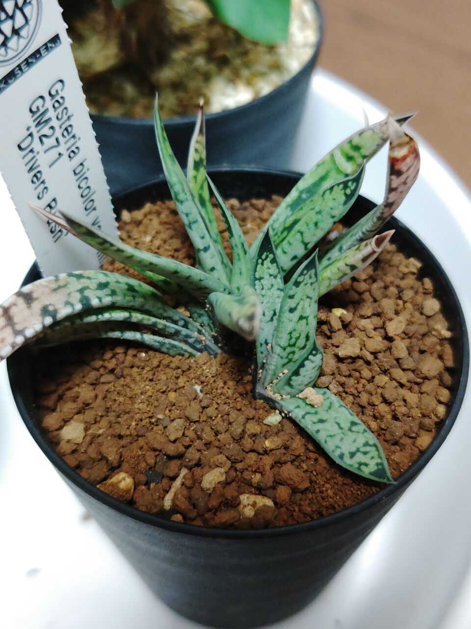 ユーフォルビアオベサ二頭綴化　鶴仙園　srl neighborhood 発根済み ユーフォルビアオベサ二頭綴化 鶴仙園 srl neighborhood 発根