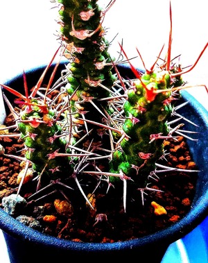 ユーフォルビアエレンベッキー ころころエレンベッキー | サボタニッキ