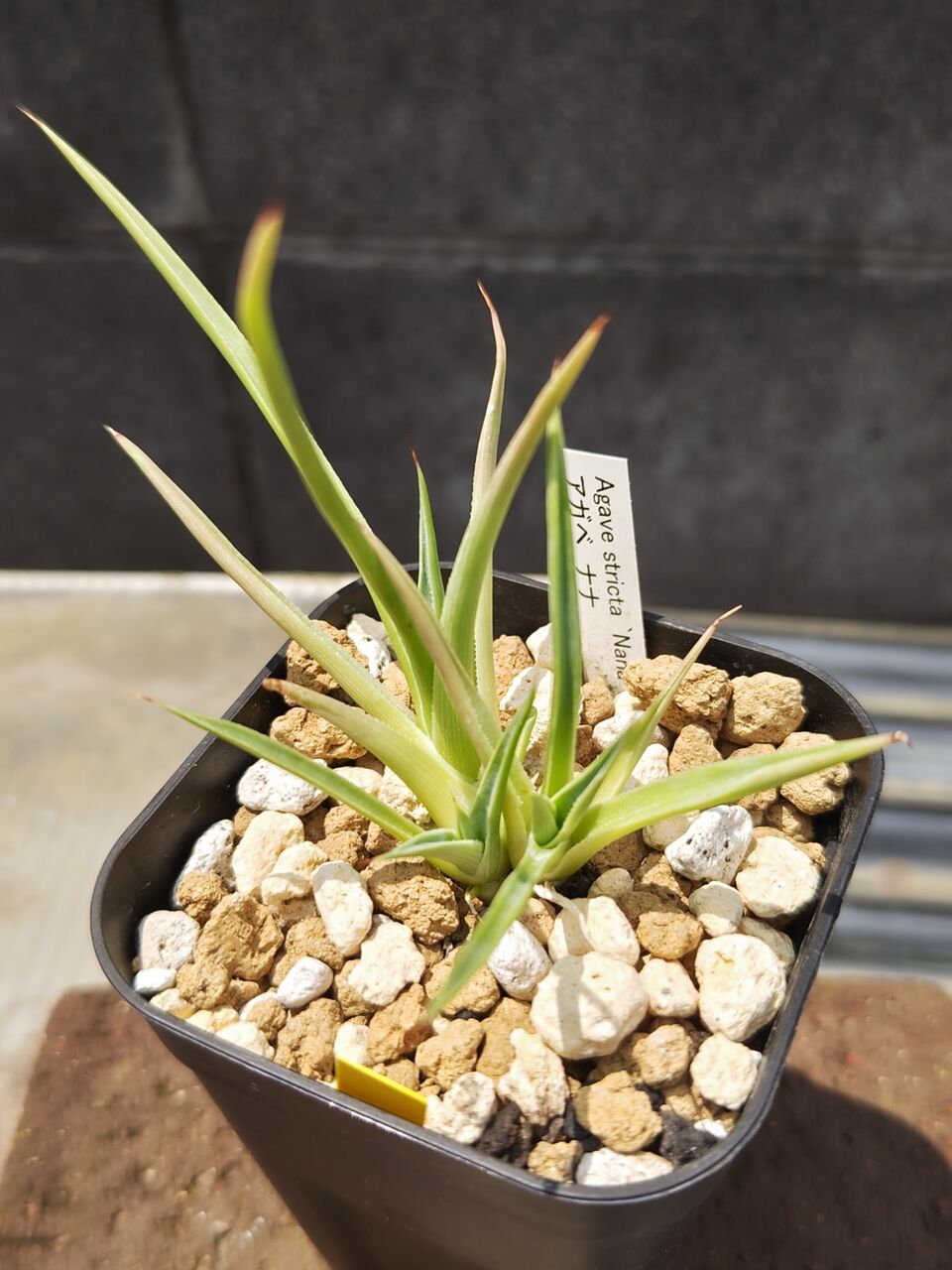 リ*ウ様 No.690 新入荷　ユーフォルビア オベサ 多肉植物撮影8月3日　6 本日の多肉植物76(2024年9月19日) : ユーフォルビア・オベサ