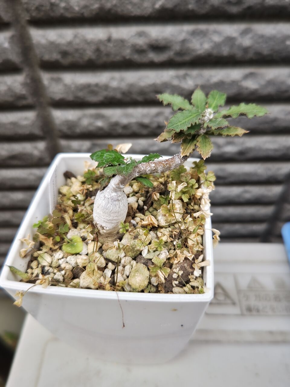 観葉植物 多肉植物 7点セット ユーフォルビア ドルステ二ア パキポディウム 観葉植物 多肉植物 7点セット ユーフォルビア ドルステ二ア パキポディウム