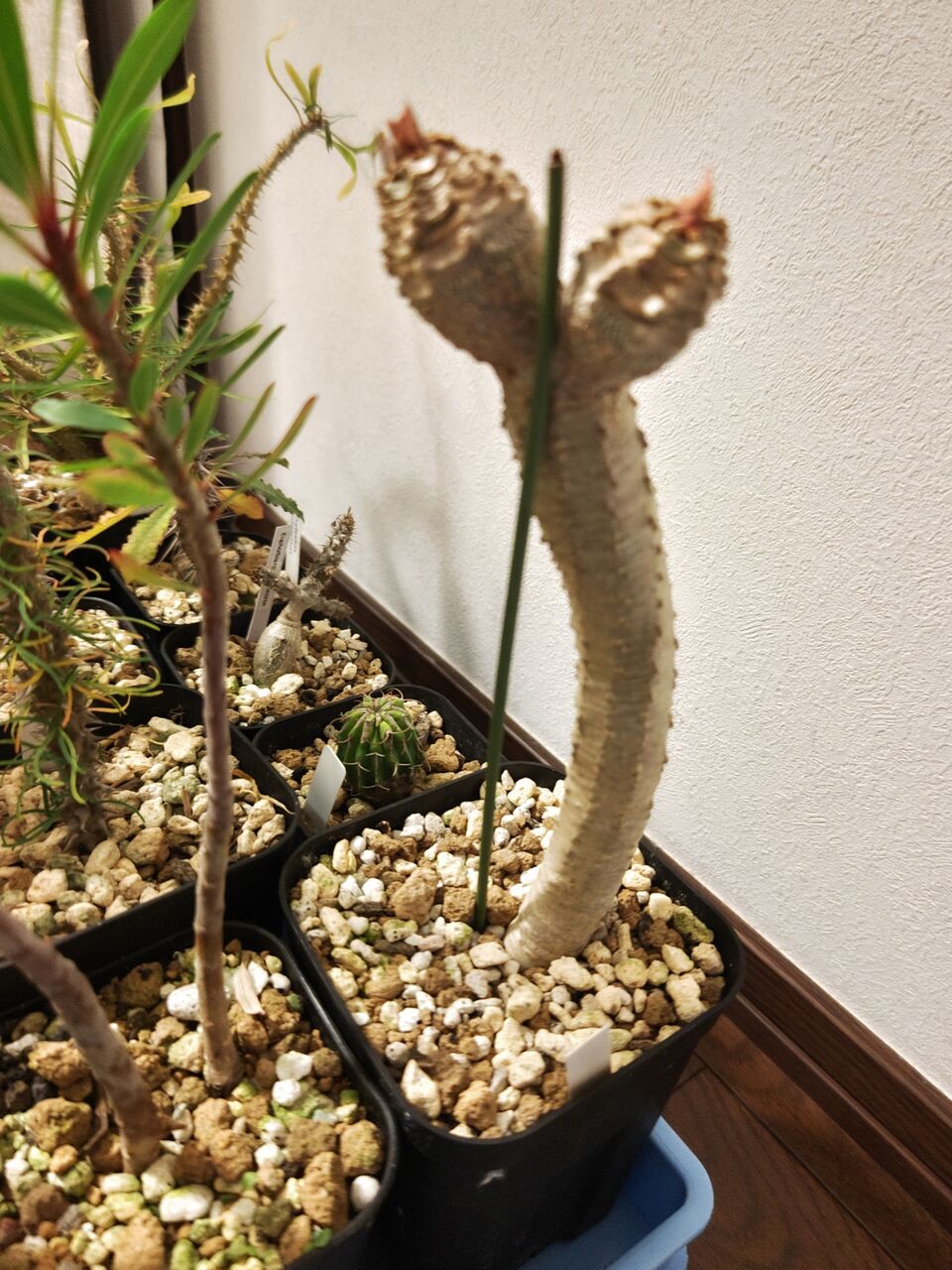 本日の多肉植物93(2024年11月13日) : ユーフォルビア・オベサ 本日の多肉植物93(2024年11月13日) : ユーフォルビア・オベサ