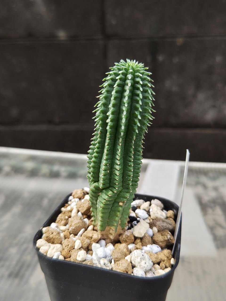 リ*ウ様 No.690 新入荷　ユーフォルビア オベサ 多肉植物撮影8月3日　6 No.766 新入荷 ユーフォルビア オベサ 多肉植物撮影8月6日