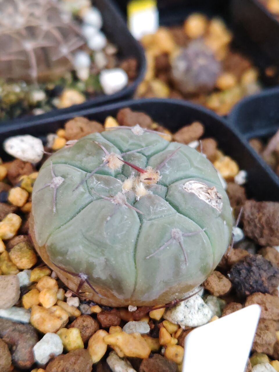 本日の多肉植物148(2025年9月18日) : ユーフォルビア・オベサ