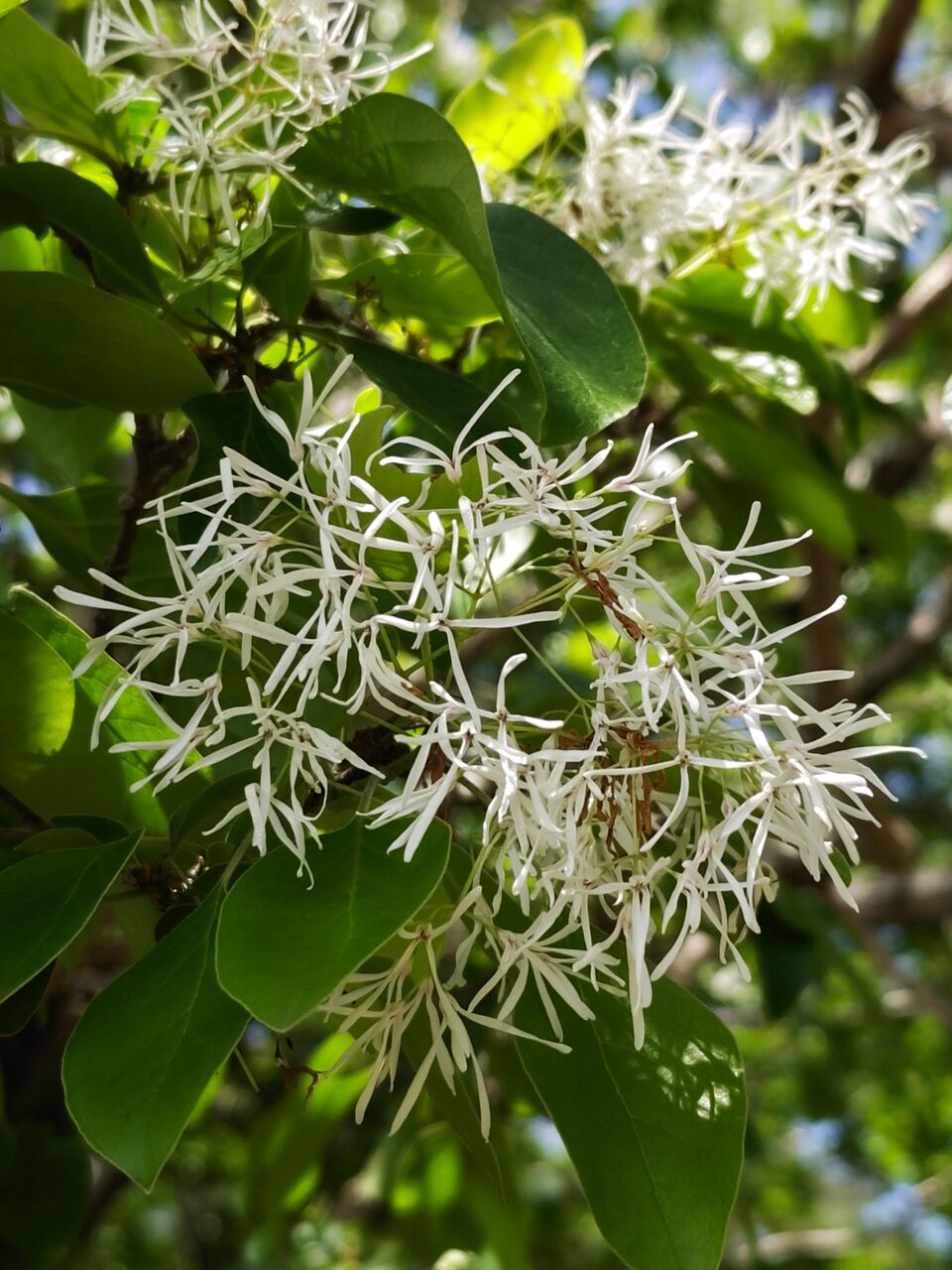 東京都薬用植物園へ⑦(2025年5月) : ユーフォルビア・オベサ