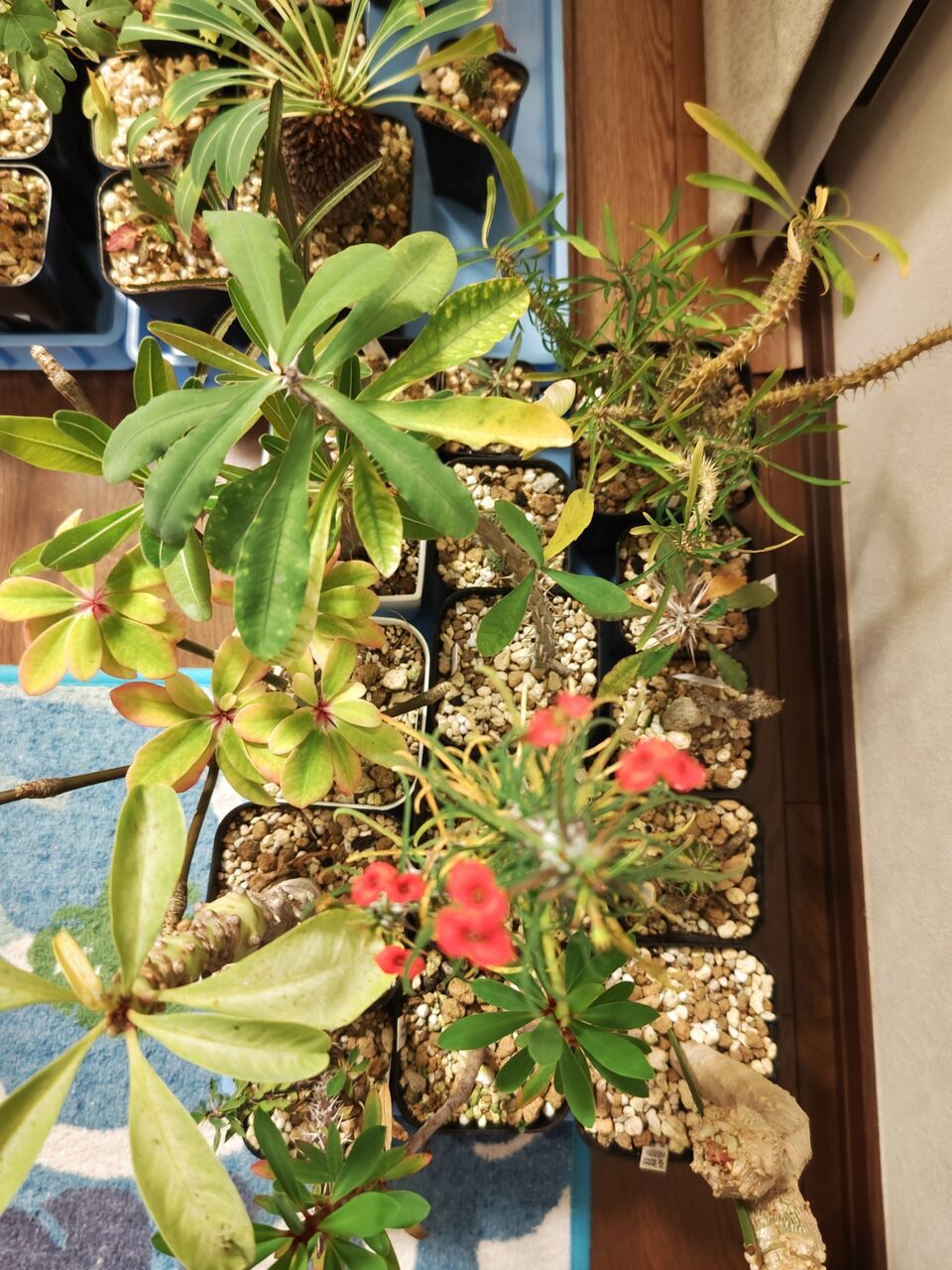 本日の多肉植物93(2024年11月13日) : ユーフォルビア・オベサ 本日の多肉植物93(2024年11月13日) : ユーフォルビア・オベサ