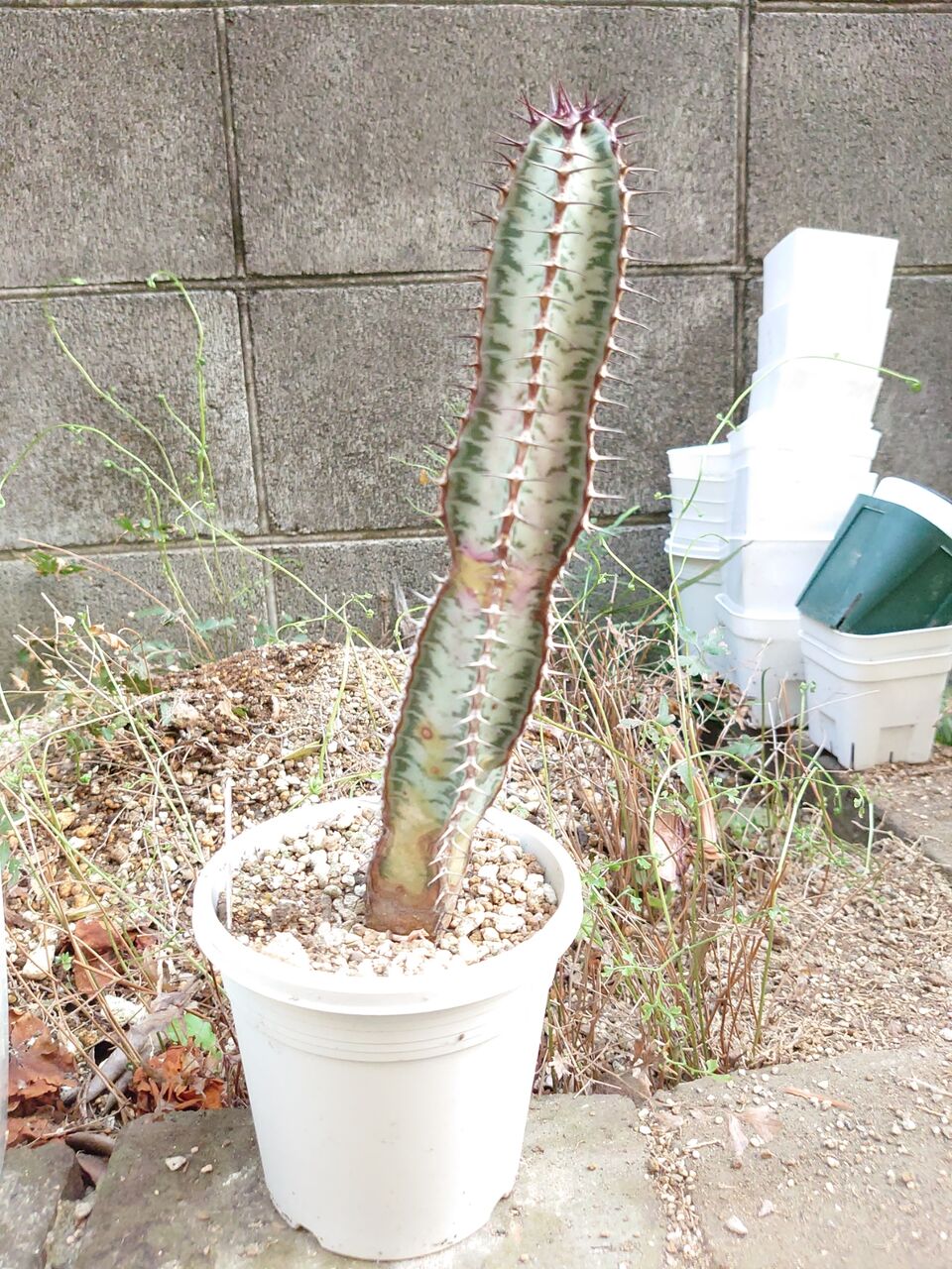 植え替え、その⑯(2023年4月) : ユーフォルビア・オベサ・ドットコム 植え替え、その⑯(2023年4月) : ユーフォルビア・オベサ・ドットコム