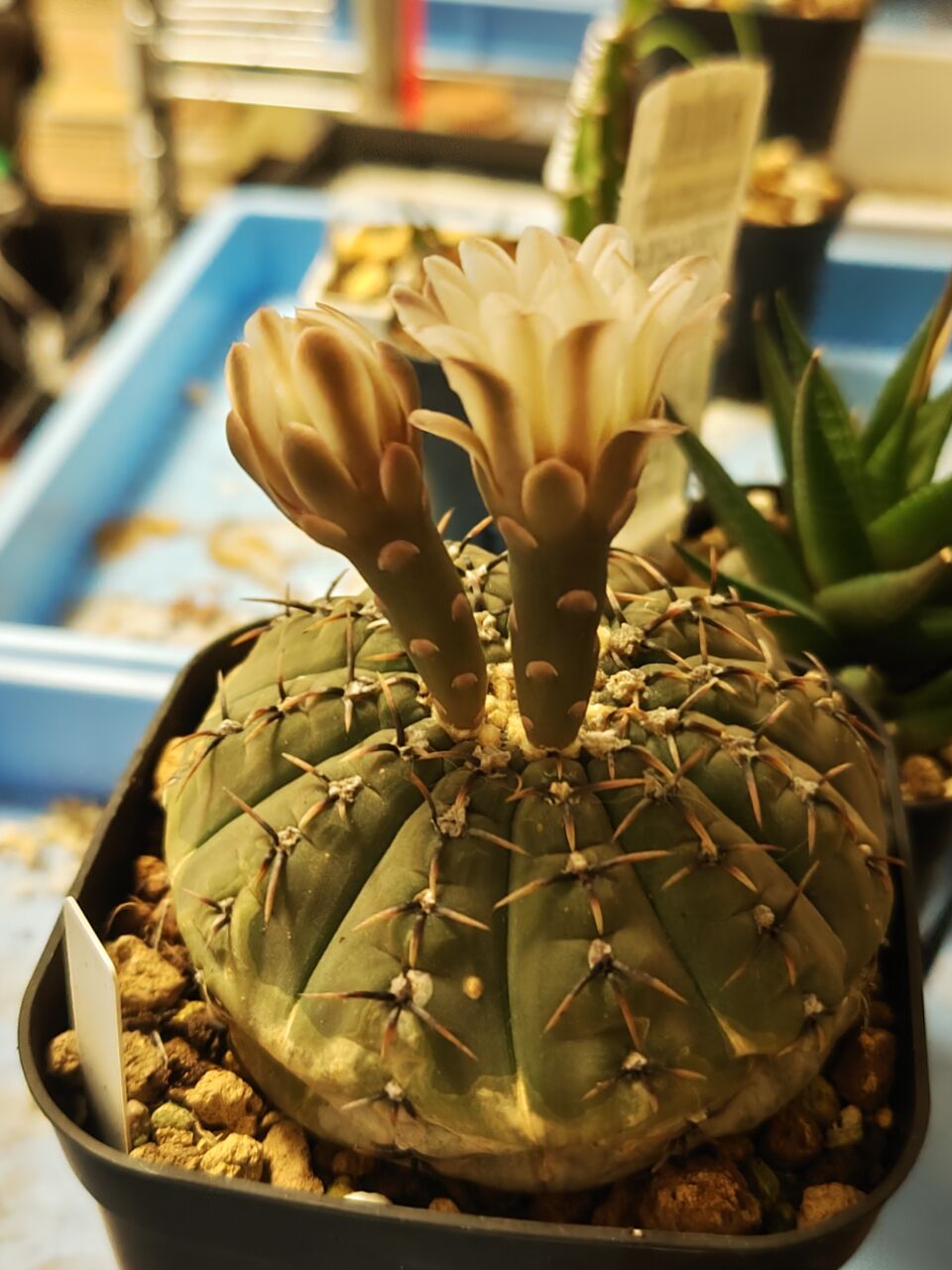 本日の多肉植物59(2024年8月9日) : ユーフォルビア・オベサ