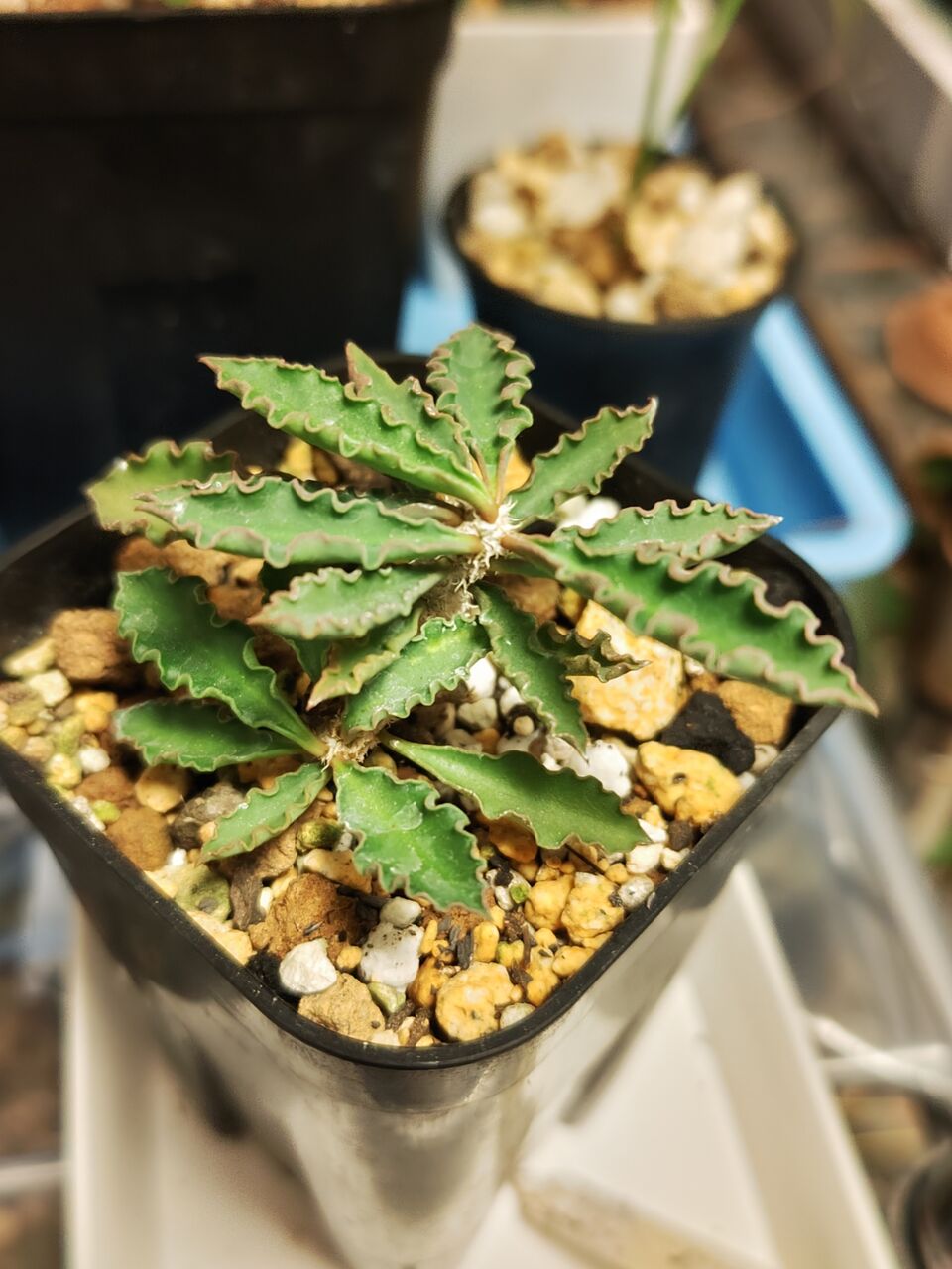 e79 ユーフォルビア ハドラマウチカ euphorbia hadramautica