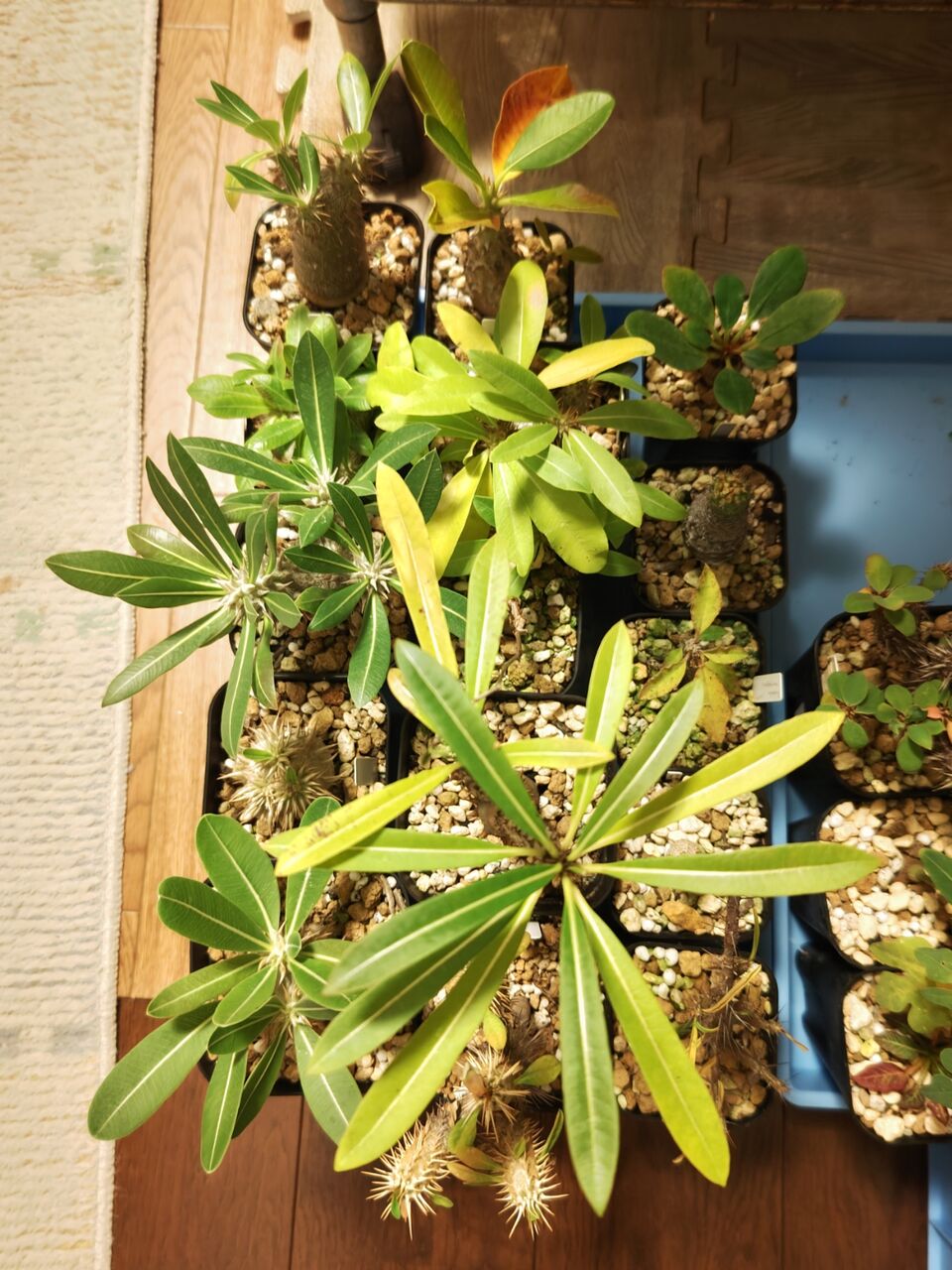 本日の多肉植物93(2024年11月13日) : ユーフォルビア・オベサ 本日の多肉植物93(2024年11月13日) : ユーフォルビア・オベサ