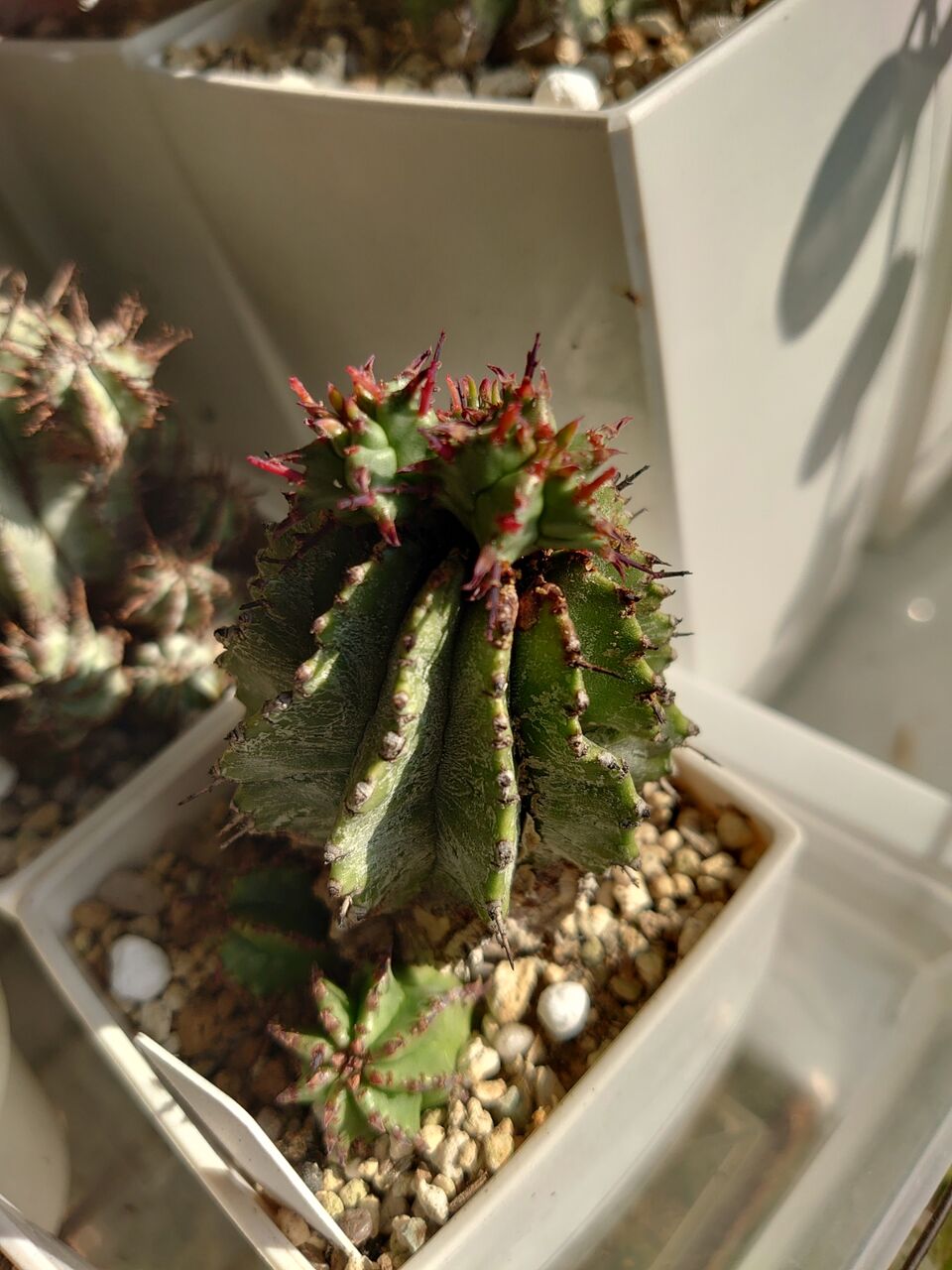 ホリダ 雌花 カキコ ユーフォルビア ポリゴナ ホリダ 雌花 カキコ ユーフォルビア ポリゴナ
