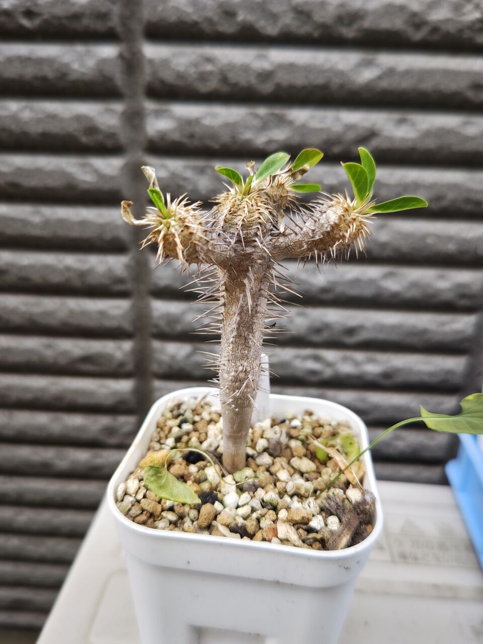 じゃじゃ丸　【新鮮種子25粒】ユーフォルビア・パキポディオイデス　6月採取 パキポディオイデス | STORES