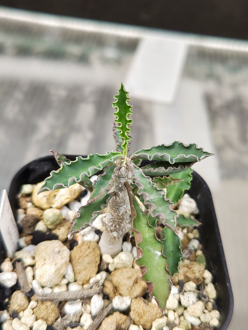 リ*ウ様 No.690 新入荷　ユーフォルビア オベサ 多肉植物撮影8月3日　6 リ*ウ様 No.690 新入荷 ユーフォルビア オベサ 多肉植物撮影8月3