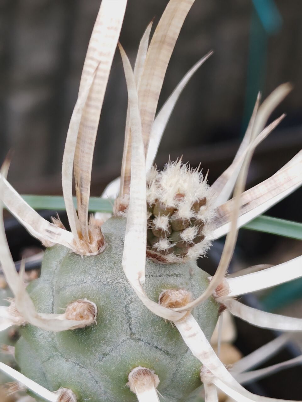 多肉植物の植え替え⑧(2026年4月) : ユーフォルビア・オベサ・ドットコム