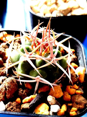 強棘ギムノ・フェロシオールとは何者か？ : ユーフォルビア・オベサ